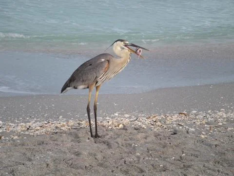 BirdFish Stock Photos