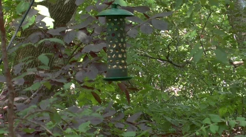 Birdfood Stock Footage 834528