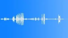 BIRD,GREAT,BLACK,WOODPECKER Sound Effect