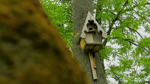 Birdhouse 2 Stock Footage 90081761