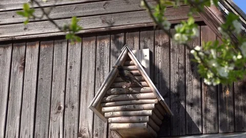 Birdhouse 3 Stock Footage 145312684