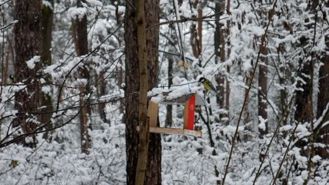 Birdhouse and Tit 動画素材 102585149