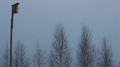 Birdhouse and trees Stock Footage 103985847