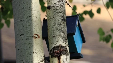 Birdhouse on an aspen tree Stockbeeldmateriaal 162054972