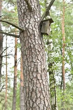 Birdhouse attached to pine tree trunk in forest with green foliage Stock Photos