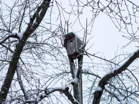 Birdhouse between branches apple tree in winter. Bird house made by human hands Stock Photos