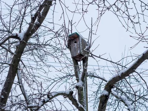 Birdhouse between branches apple tree in winter. Bird house made by human hands Stock Photos