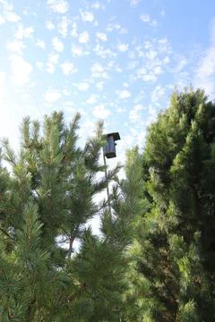 Birdhouse between the cedars Foto stock