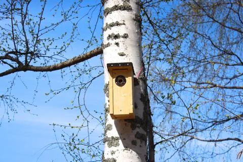 Birdhouse in birch tree. Stock Photos
