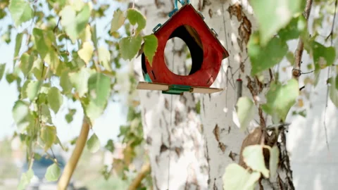 Birdhouse on a birch tree in the summer Stock Footage 141017914