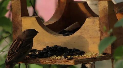 Birdhouse for birds Stock Footage 51162235