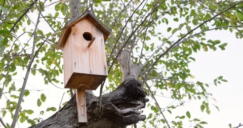 Birdhouse for birds Stock Footage 141095947