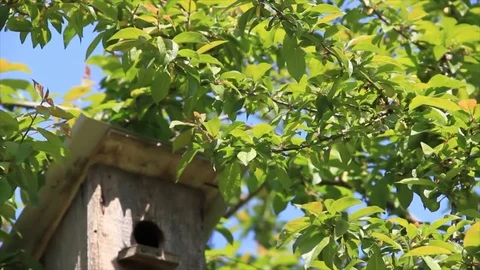 Birdhouse in the branches Stock-Footage 72980855