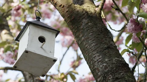 Birdhouse Cherry Blossoms Closeup Left Petal Bounce - 4k - Slow Motion Stock Footage 59718470