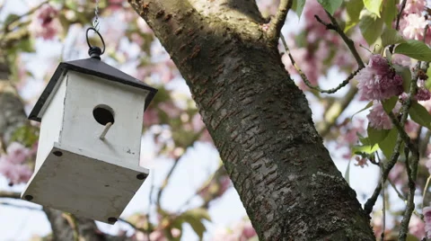 Birdhouse Cherry Blossoms Closeup Left Rocking - 4k - Slow Motion Stock Footage 59718652