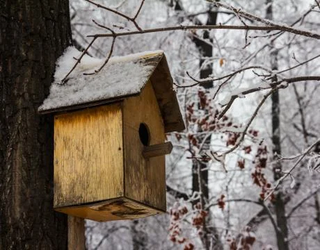 Birdhouse empty in a cold winter forest Stock Photos