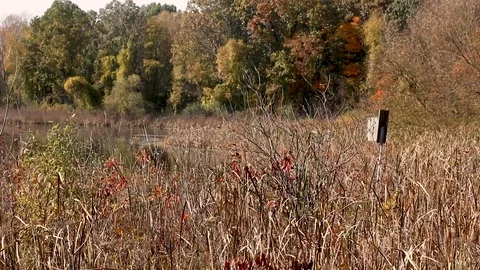 Birdhouse in fall pond Video stock 94312378