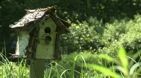 Birdhouse Video stock 146534