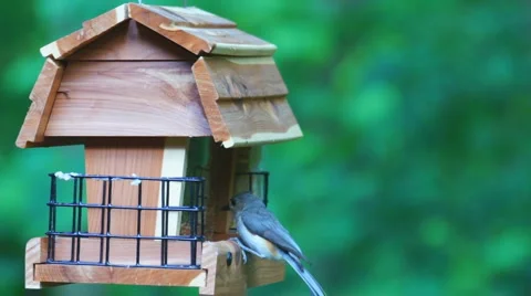 Birdhouse Stock-Footage 5163292
