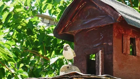 Birdhouse Video stock 82711524