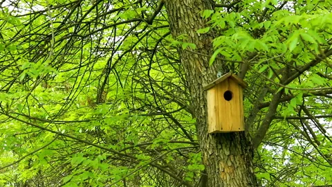 Birdhouse Stock Footage 90087941