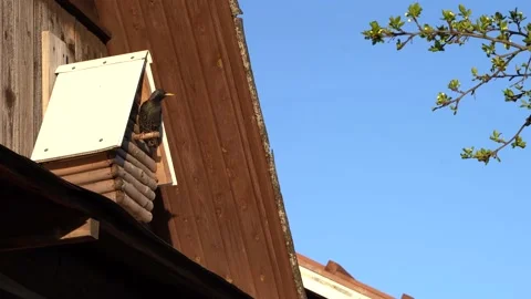Birdhouse Stock Footage 145312692