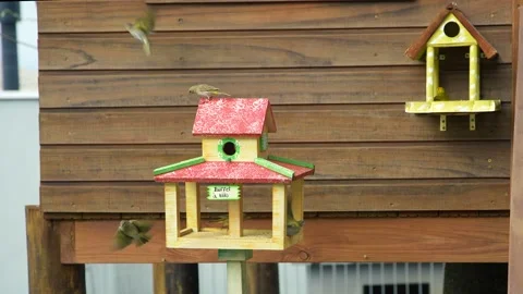 Birdhouse Stock Footage 161132967