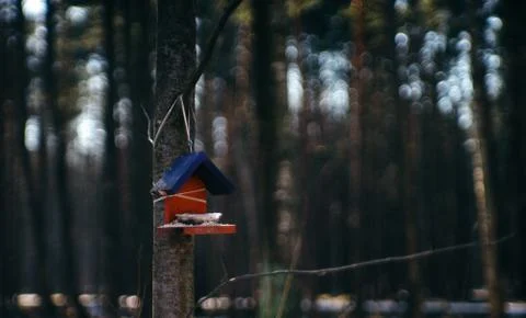 Birdhouse in the forest Stock Photos