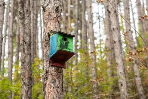 A birdhouse in the forest Stock Photos