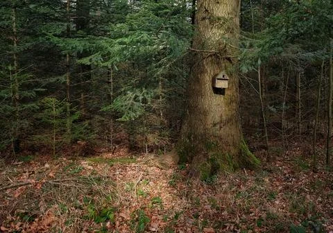 Birdhouse in the Forest Stock Photos