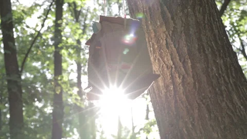 Birdhouse on the forest with the sunlight Stock Footage 157007620