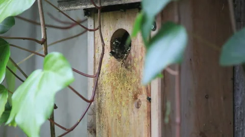 Birdhouse full of nesting bumblebees Stock-Footage 61498608