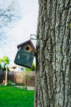 Birdhouse hangs on a tree in a backyard during a sunny day with green grass.. 库存照片
