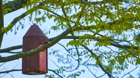 Birdhouse hangs on tree Stock Footage 87884051