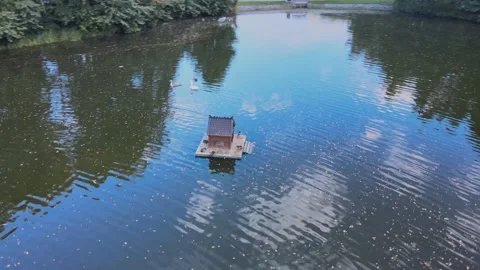 Birdhouse on the lake. Ducks. Stock Footage 161594794