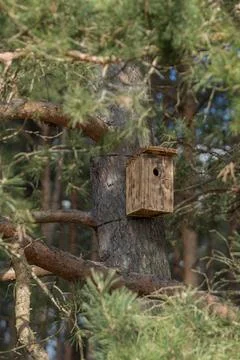 Birdhouse in a Large Pine Tree Stock Photos