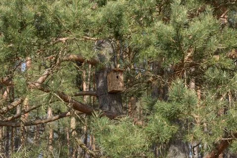 Birdhouse in a Large Pine Tree Stock Photos