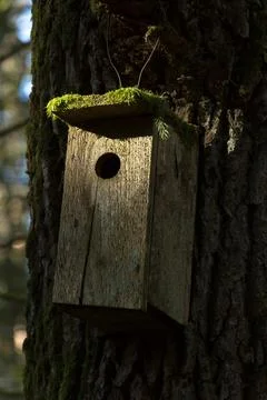 Birdhouse in a Large Pine Tree Foto stock