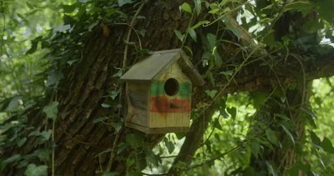 Birdhouse Medium Shot 스톡 동영상 246849476