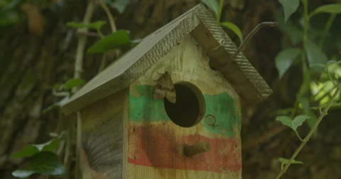 Birdhouse With A Moth 스톡 동영상 246848553