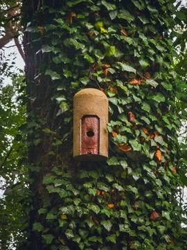 Birdhouse Nesting Box on Tree Covered with Ivy Stock Photos