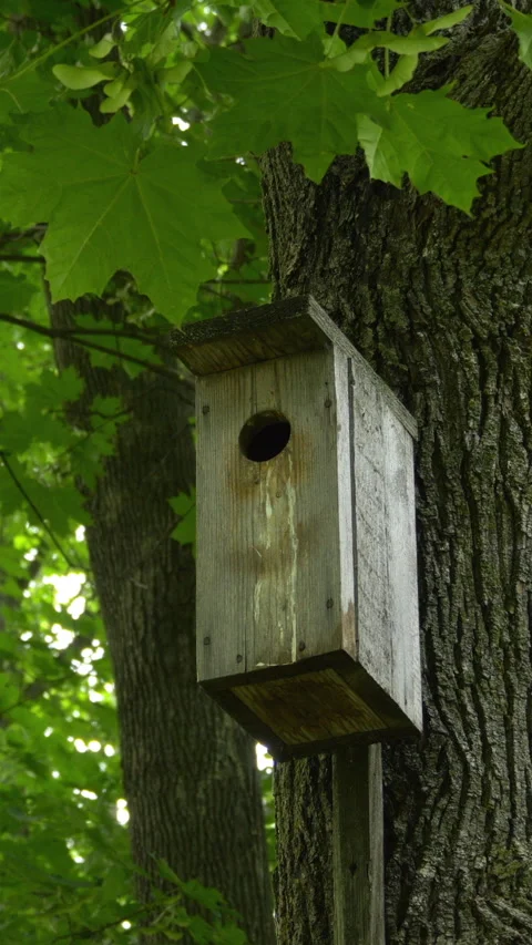 Birdhouse Nestled In A Tree. Vertical Stock Footage 272177676