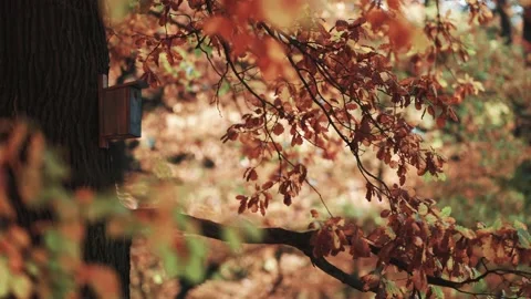 A birdhouse on the old tree. Blurry background of the yellow and orange 스톡 동영상 166429283