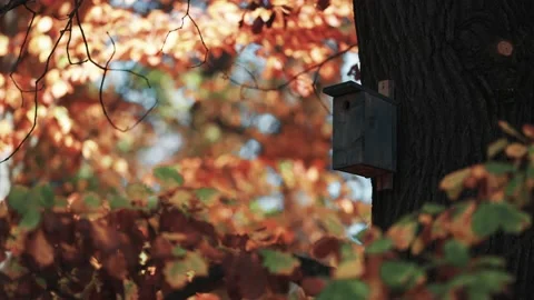 A birdhouse on the old tree. Blurry background of the bright autumn leaves. Stock-Footage 166429340