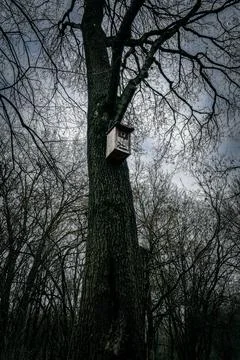 Birdhouse perched high in a leafless tree against a cloudy sky during early.. Stock Photos
