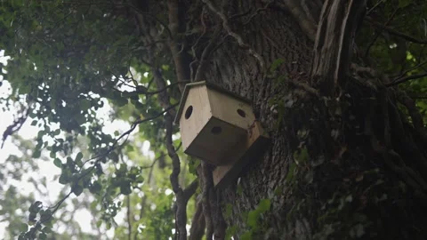 A birdhouse is perched on a tree branch Stock Footage 297841884