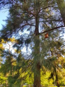 Birdhouse Stock Photos