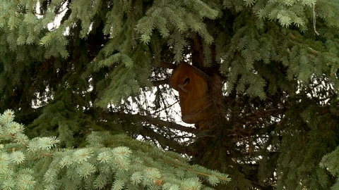 Birdhouse in a pine forest Stock Footage 102323051