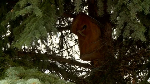 Birdhouse in a pine forest Video stock 102325208