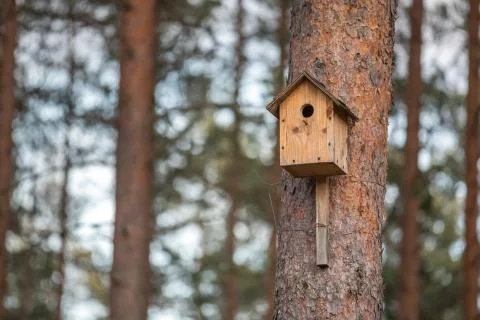Birdhouse in the pine forest Stock Photos